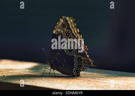 Moody close-up of an exotic butterfly resting on a wooden surface, showing detailed eye-spot wing patterns in dramatic low light. Stock Photo