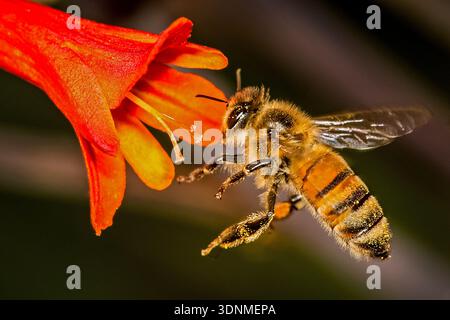 UK HONEY BEE IN FLIGHT COLLECTING NECTAR AND POLLEN FROM A CROCOSMIA FLOWER IN A BRITSIH COUNTRY GARDEN Stock Photo
