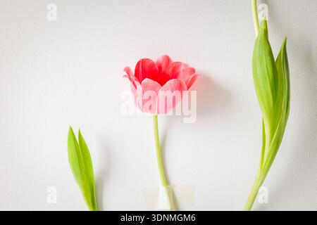 Single pink tulip in bloom stands between two green tulip stems on a light textured background. Minimalist floral composition with soft lighting and p Stock Photo