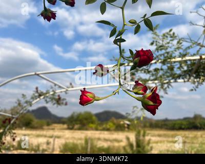 A close-up image of a small, blooming red rose hanging from a white archway against a bright blue sky and fluffy white clouds. Stock Photo