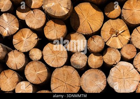 Close-up of stacked timber logs showing circular tree rings and natural wood texture. Stock Photo
