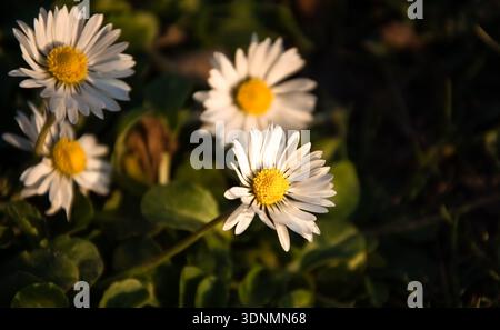 Daisy flowers in evening golden light on sunset. Selective focus on the central flower. Stock Photo