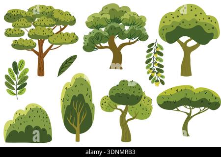 set of vector acacia elements: trees, leaves, foliage branches in cartoon flat style Stock Vector