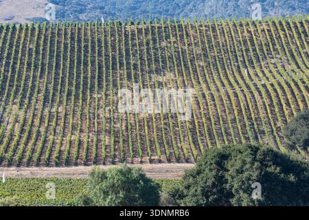 Perfectly aligned rows of grape vines climb the rolling hillsides of California's Santa Barbara County wine country near Lompoc, creating a strikin... Stock Photo