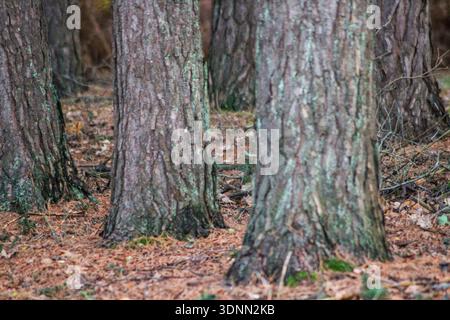 Close-up of pine tree trunks showing deeply fissured bark. They stand in a forest where the ground is covered with a thick carpet of fallen brown pine Stock Photo