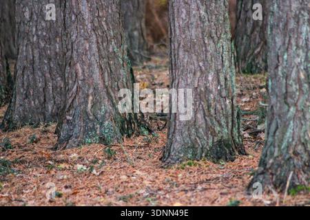 Close-up of pine tree trunks showing deeply fissured bark. They stand in a forest where the ground is covered with a thick carpet of fallen brown pine Stock Photo