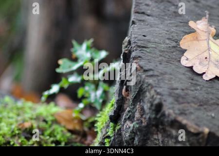 A brown oak leaf with raindrops rests on a moss-covered tree stump in a forest. A small green sprout grows in the blurred background. Stock Photo