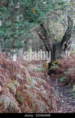 A muddy path winds through a forest of pine trees and withered brown ferns. To the side, an old, gnarled tree stands amidst the dense woodland. Stock Photo