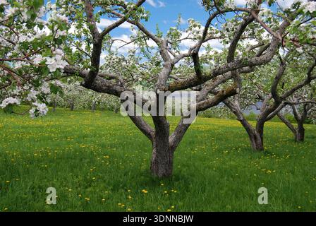 Beautiful Apple Trees in Full Bloom with Green Grass and Dandelions in Quebec, Canada Horizontal Stock Photo