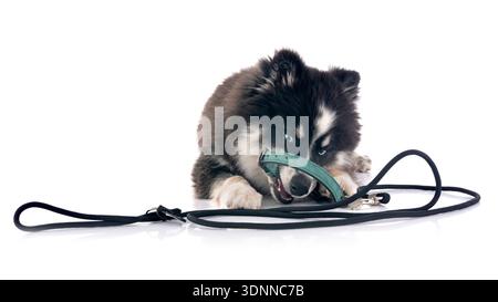 picture of a pomsky in front of white background Stock Photo