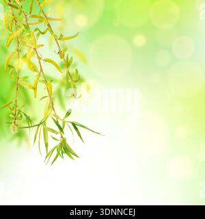 Fresh willow leaves in close view, calm Easter spring atmosphere.Fresh willow leaves close-up, gentle spring Easter scene. Stock Photo