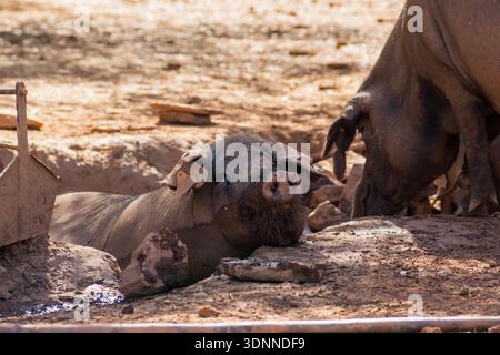 Two dark Iberian pigs in a rural setting, one resting its head on the ground while looking at the camera in a sunlit muddy field. Concept of tradition Stock Photo