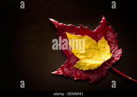 Small Yellow Maple Leaf over Red Canadian Maple Leaf on Wet Wood Stock Photo