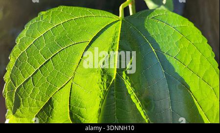 Fresh spring scene featuring a vibrant bright green leaf illuminated by warm sunlight. Stock Photo