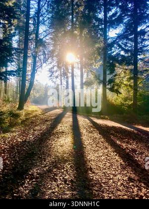 Atmospheric spring forest scene in Switzerland with golden sunbeams streaming through tall trees, casting dynamic shadows on the woodland floor. Stock Photo