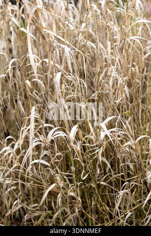 Dry beige grass background texture Stock Photo