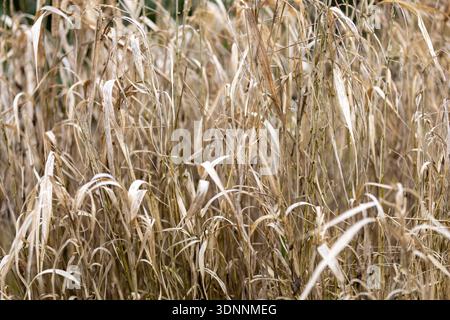 Dry beige grass background texture Stock Photo