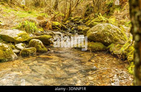 A stream flows between rocks with moss and lichen in the forest in spring. Stock Photo
