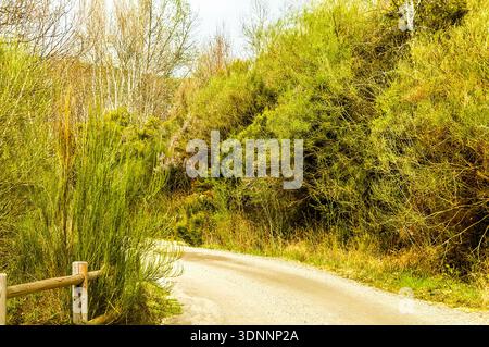 A rural path in the forest among bushes and trees in spring. Stock Photo
