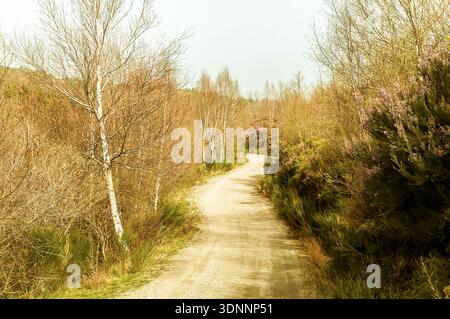 Winding path through trees and heather in the spring forest. Stock Photo