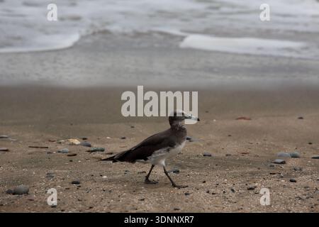 Sooty Gull (Ichthyaetus hemprichii) on Chedi Beach Muscat Oman Stock Photo