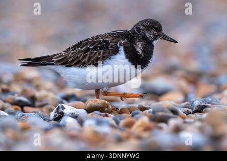Turnstone from low angle on stony beach Stock Photo