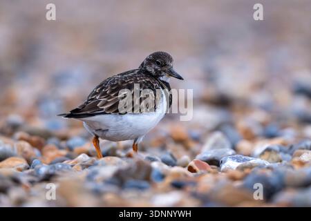 Turnstone foraging among stones on pebble beach Stock Photo
