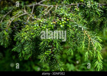 Juniperus communis. Medicinal plant and evergreen tree - the common juniper.A branch of junpier with berries in different ripening stages . Stock Photo