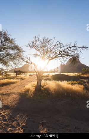 A stunning view of the Namibian desert landscape at sunset, with the sun setting behind rugged mountains and silhouetted trees casting long shadows ac Stock Photo