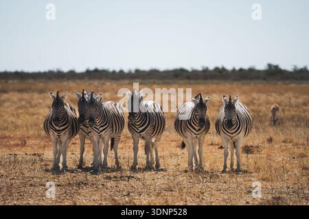 A group of zebras stands together in Etosha National Park, Namibia. The wide-open landscape showcases the beautiful animals under a clear blue sky, em Stock Photo