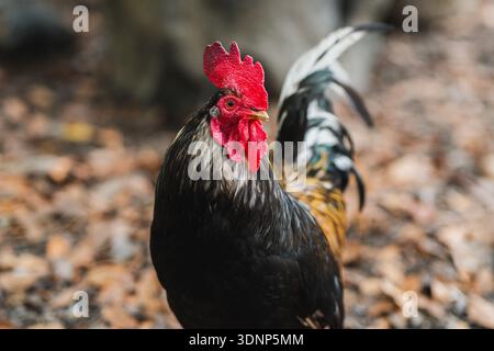 A striking rooster stands proudly on a bed of autumn leaves, showcasing its vibrant plumage and vivid red comb, embodying the essence of nature and an Stock Photo