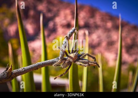 Tarantula on Branch with Calico Red Rock Canyon Background in Vibrant Desert Sunlight Stock Photo