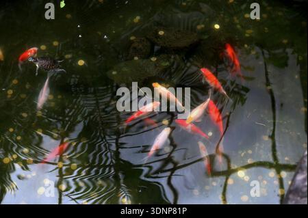 Decorative fish in a garden pond with reflections of tropical leaves and soft light bokeh. Atmospheric natural background expressing calm, balance and Stock Photo