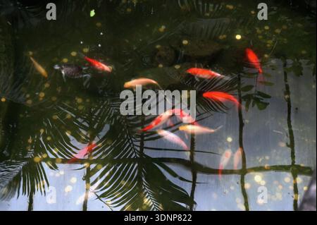 Decorative fish in a garden pond with reflections of tropical leaves and soft light bokeh. Atmospheric natural background expressing calm, balance and Stock Photo