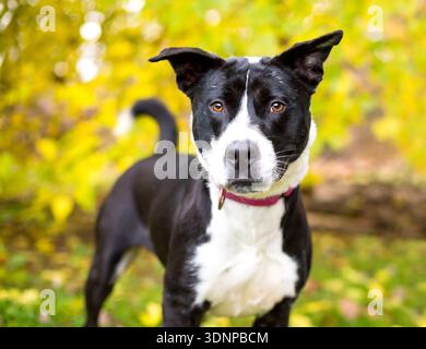A Border Collie x Pit Bull Terrier mixed breed dog looking at the camera with a serious expression Stock Photo