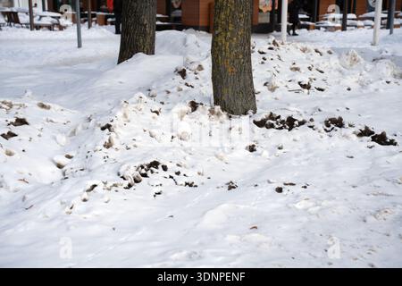 urban winter scene centered on tree trunks surrounded by churned, dirty snow mounds and exposed soil in a park plaza; lichen-speckled bark, scattered Stock Photo