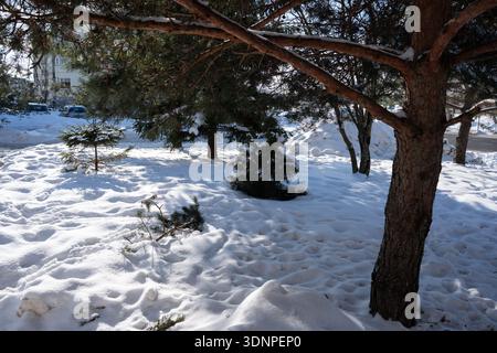 sunlit snow-covered urban park with evergreen pines and low branches dusted in fresh snow; soft textured drifts, tree-trunk foreground, cool blue shad Stock Photo