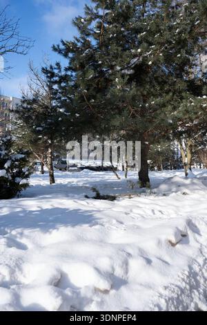 snow-covered urban park scene dominated by a tall evergreen pine sprinkled with fresh snow, bright winter sunlight under a clear blue sky casting soft Stock Photo