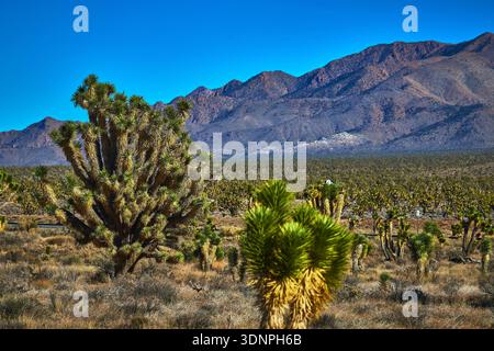 Joshua Trees Mojave Desert Landscape with Mountains Under Clear Blue Sky Stock Photo