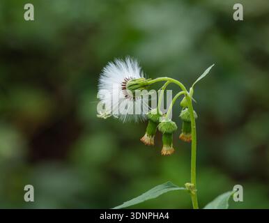 Dandelion seeds ready to disperse for new life through air. Stock Photo