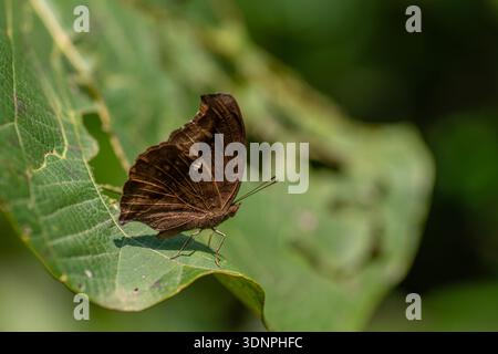 Common Evening Brown butterfly resting on the leaf. Stock Photo