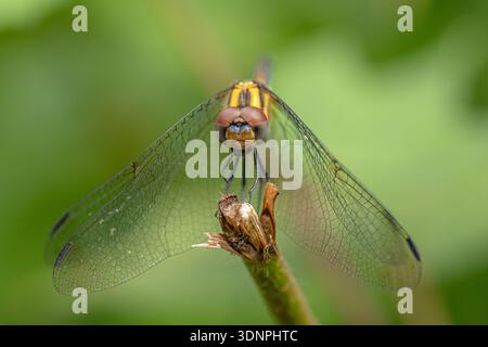 Yellow Dasher Dragonfly Front View Macro Portrait Stock Photo
