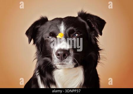 Australian Shepherd making a funny face while a treat is being tossed at him Stock Photo