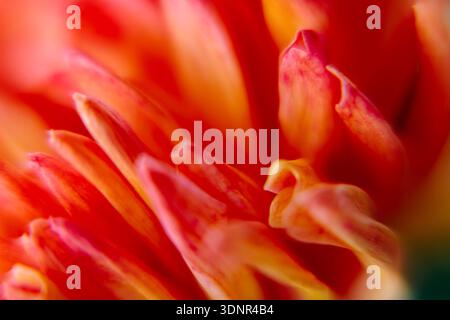 Detailed macro of a red chrysanthemum bloom in soft focus. Elegant floral pattern background for textile and wallpaper design. Stock Photo
