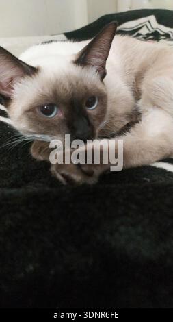 Siamese cat lying comfortably on soft blanket inside home environment. Stock Photo