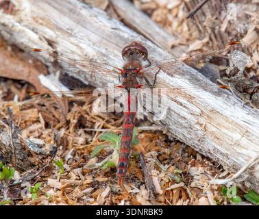 Variegated Meadowhawk Resting on the forest floor at Boscobel Bluffs State Natural Area in Wisconsin's driftless area. Stock Photo