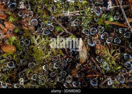 Rainddrops caught in a spider's web on the forest floor along the Dosewallips River in Olympic National Forest, Washington State, USA Stock Photo