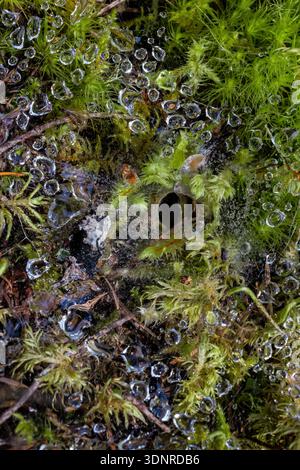Rainddrops caught in a spider's web on the forest floor along the Dosewallips River in Olympic National Forest, Washington State, USA Stock Photo