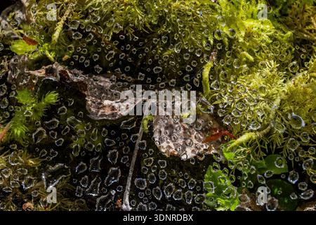 Rainddrops caught in a spider's web on the forest floor along the Dosewallips River in Olympic National Forest, Washington State, USA Stock Photo