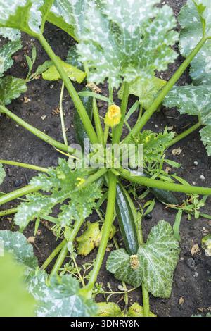 Habitus of the vegetable courgette (Cucurbita pepo) with ripening fruits and flowers, Germany Stock Photo